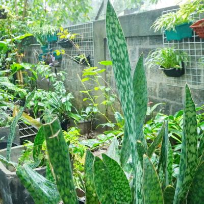 Kebun Biologi2